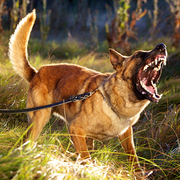 Animal, Dog Attacks, Bites, Scratches - Personal Injury Claim Experts / No Win, No Fee / Accident Claims Sunderland